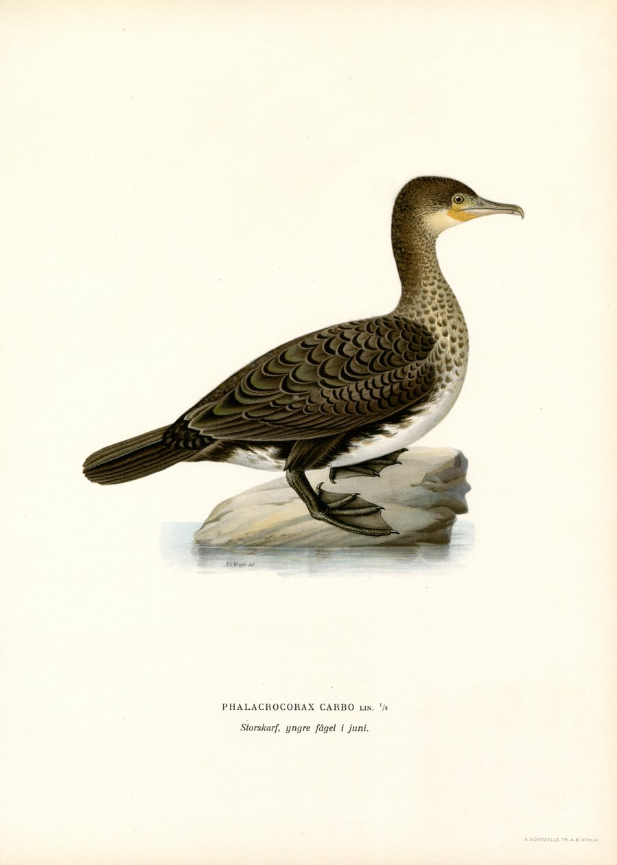 Büyük Karabatak (renkli taş) by Magnus Ferdinand and Wilhelm von Wright