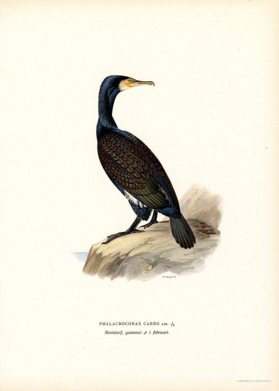 Büyük Karabatak (renkli taş) by Magnus Ferdinand and Wilhelm von Wright