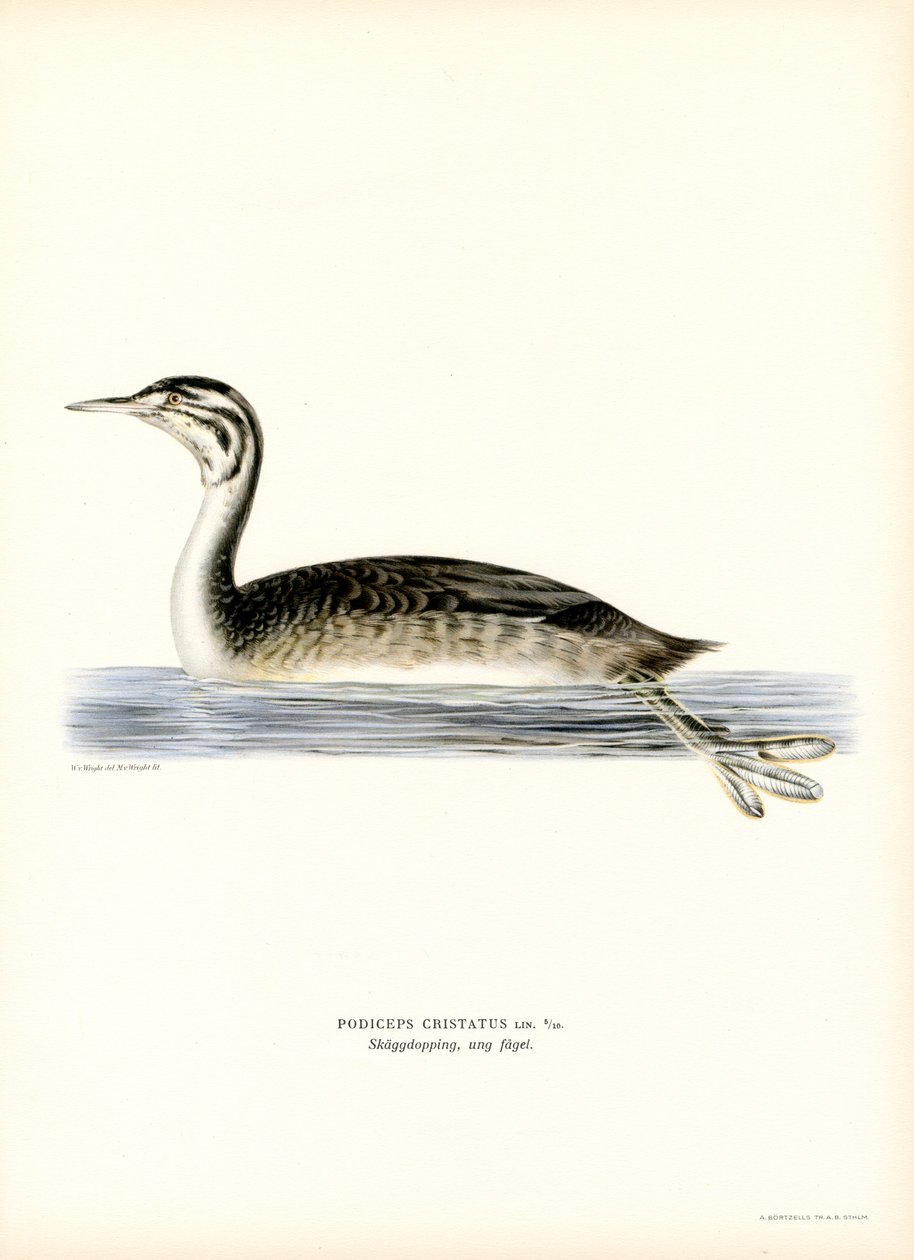 Büyük Tepeli Bataklık (renkli taş) by Magnus Ferdinand and Wilhelm von Wright
