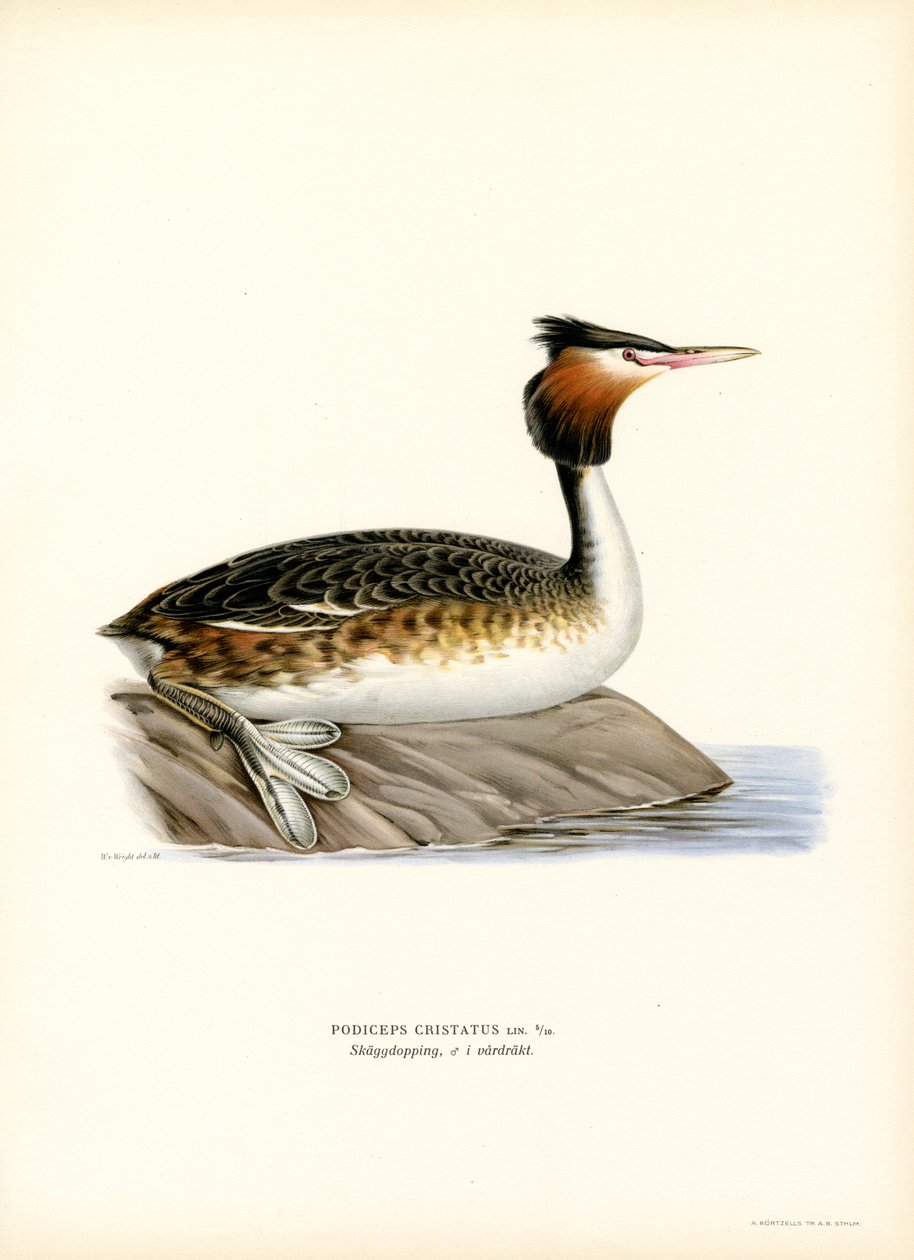 Büyük Tepeli Bataklık (renkli taş) by Magnus Ferdinand and Wilhelm von Wright