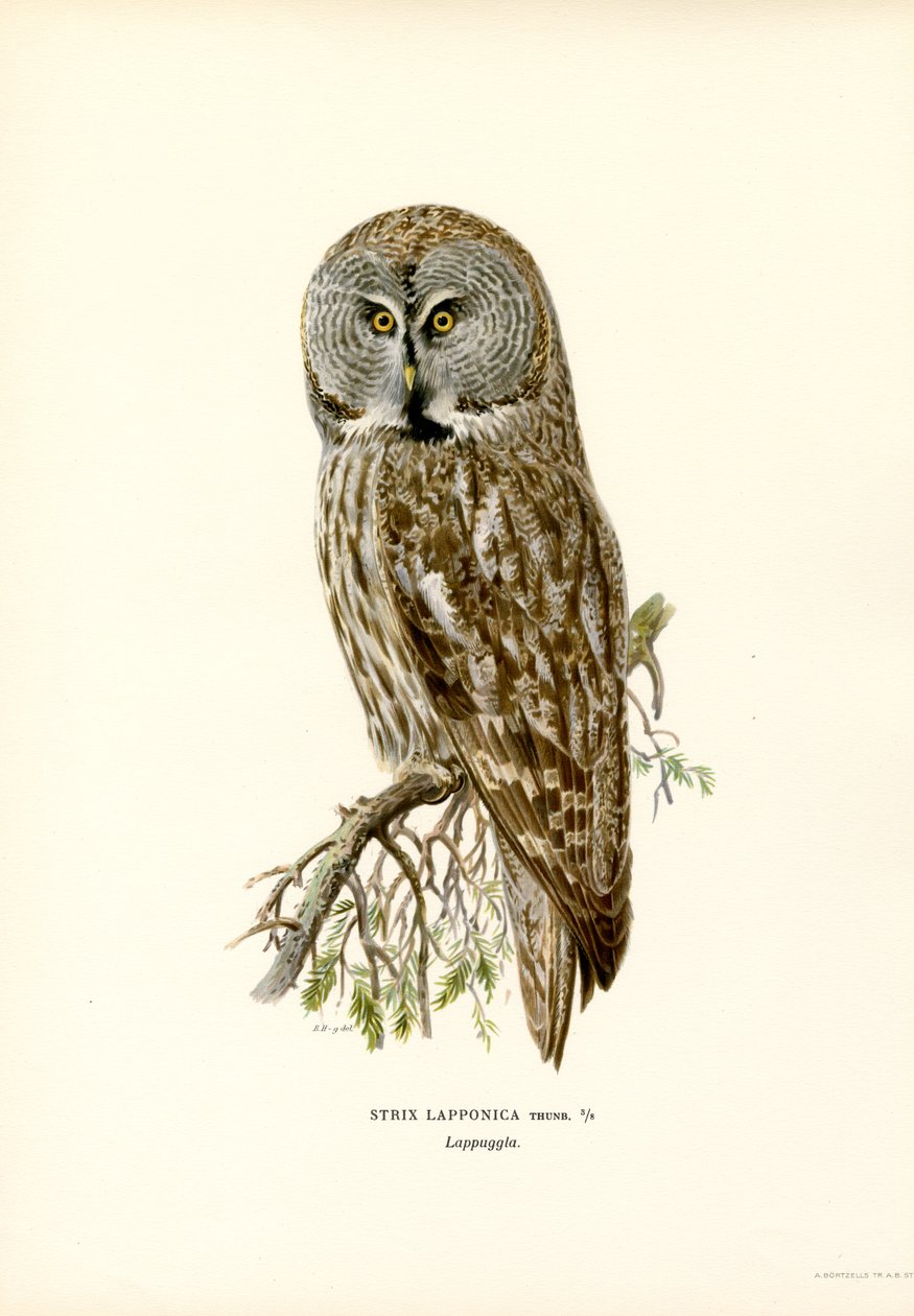 Büyük Gri Baykuş (renkli taş) by Magnus Ferdinand and Wilhelm von Wright
