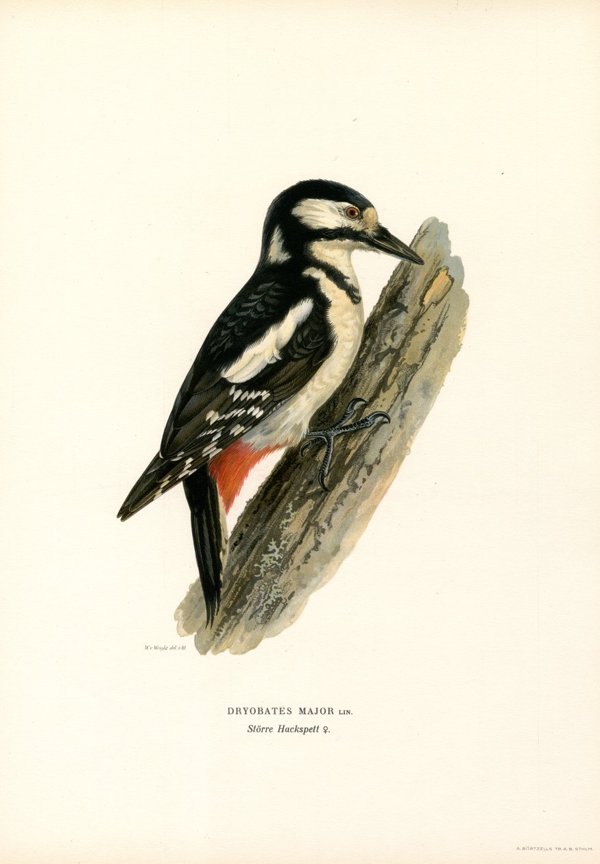 Büyük Benekli Ağaçkakan (renkli taş) by Magnus Ferdinand and Wilhelm von Wright