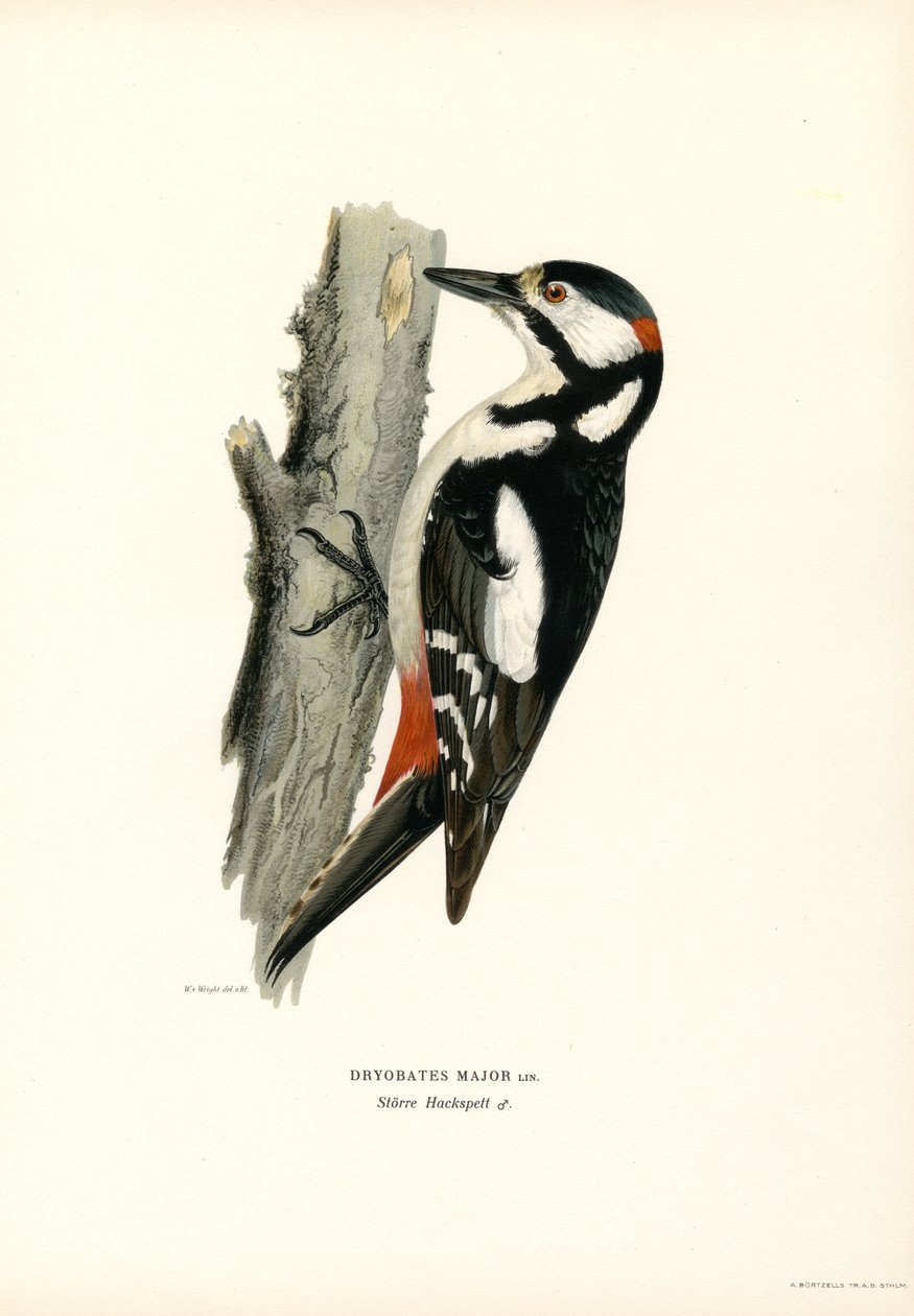 Büyük Benekli Ağaçkakan (renkli taş) by Magnus Ferdinand and Wilhelm von Wright