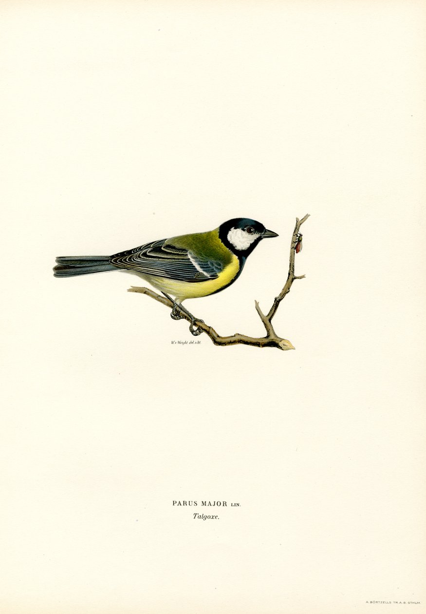 Büyük baştankara (renkli taş) by Magnus Ferdinand and Wilhelm von Wright