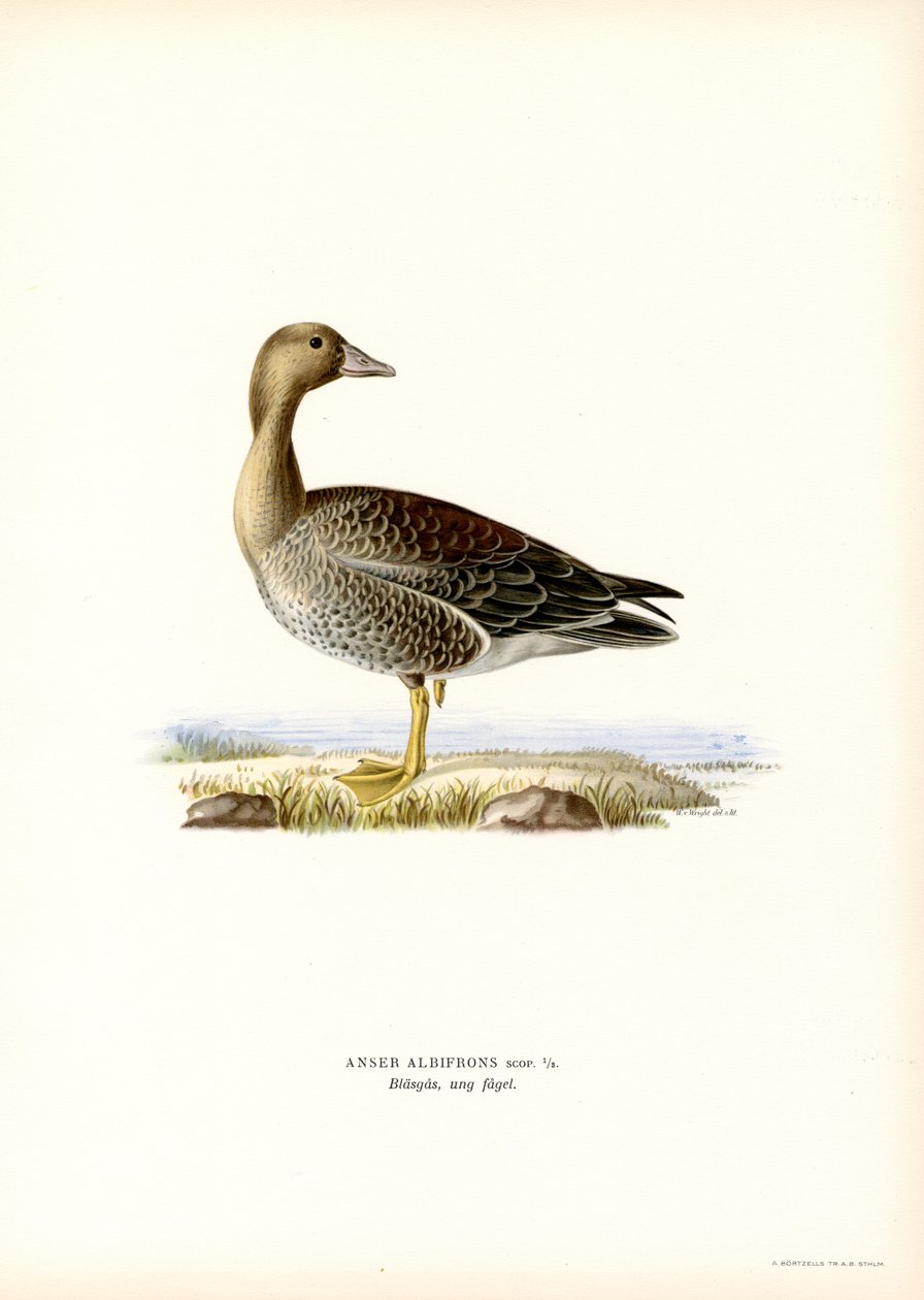 Büyük Beyaz Önlü Kaz (renkli taş) by Magnus Ferdinand and Wilhelm von Wright