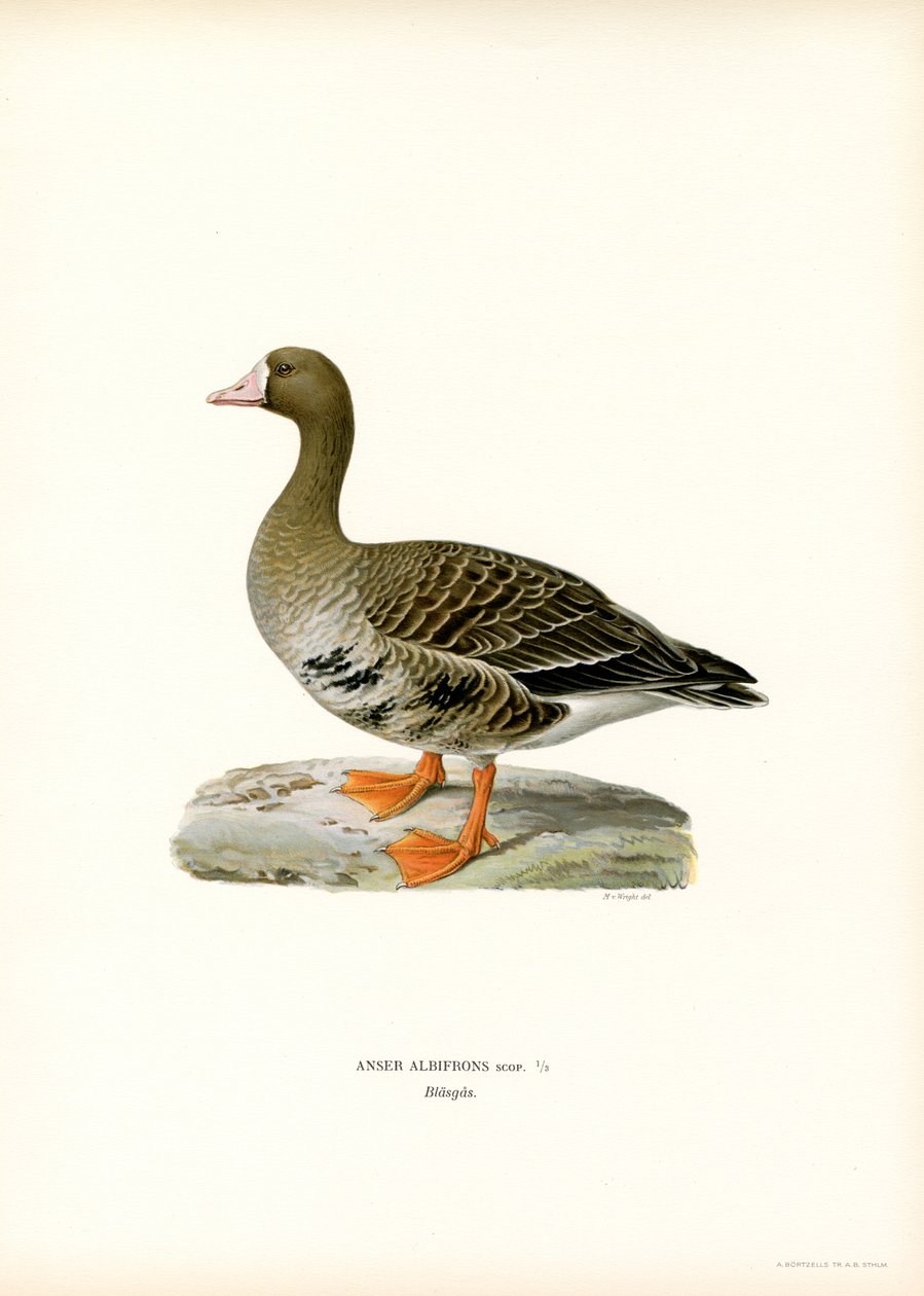 Büyük Beyaz Önlü Kaz (renkli taş) by Magnus Ferdinand and Wilhelm von Wright