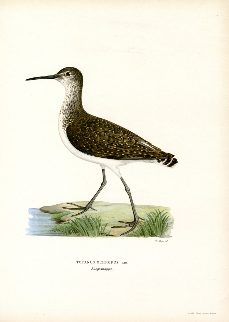 Yeşil Sandpiper (renkli lito) by Magnus Ferdinand and Wilhelm von Wright