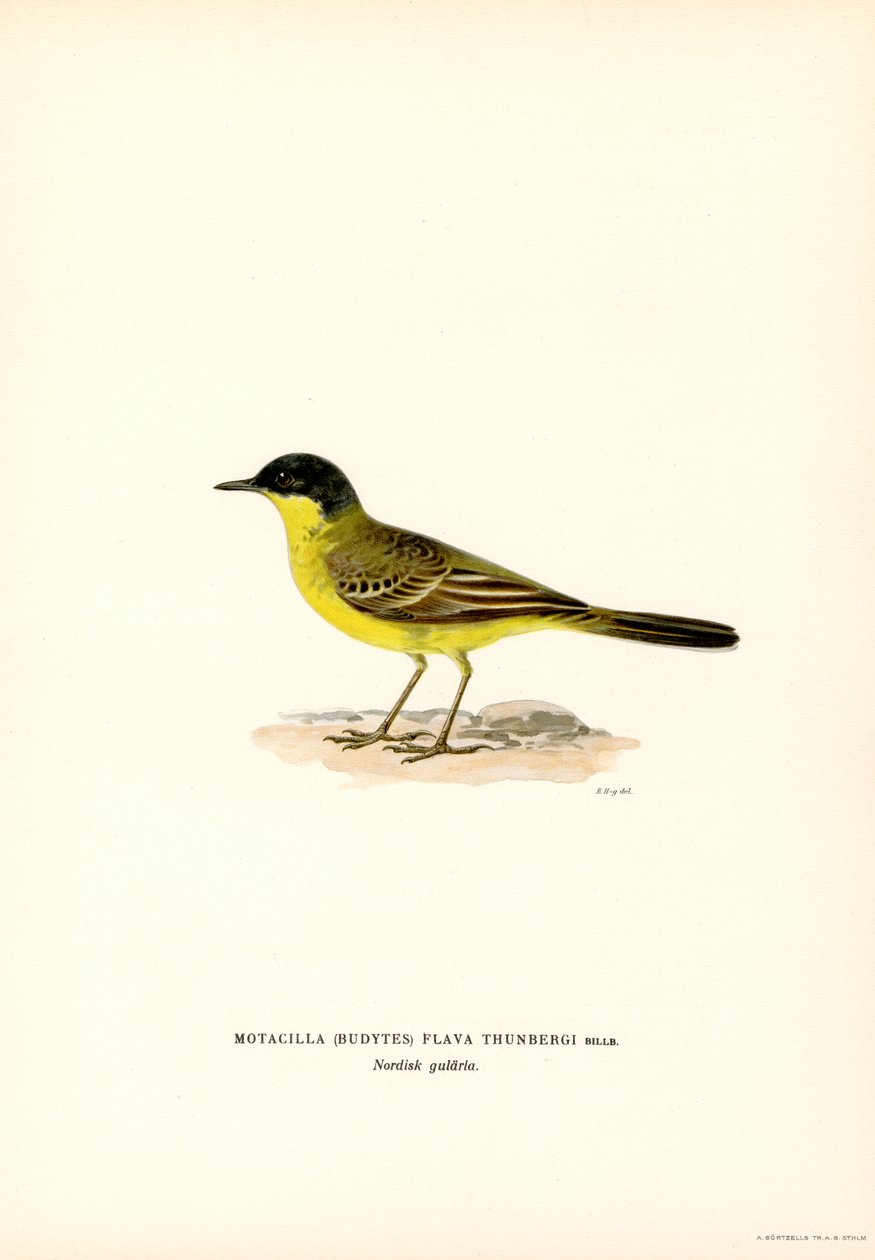 Gri başlı Kuyruksallayan (renkli taş) by Magnus Ferdinand and Wilhelm von Wright