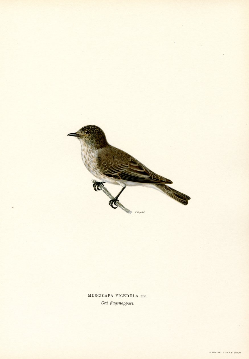 Gri Sinekkapan (renkli taş) by Magnus Ferdinand and Wilhelm von Wright