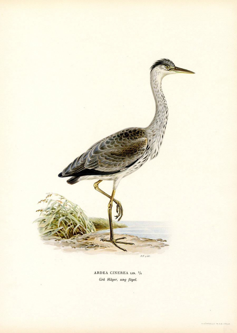 Gri Balıkçıl (renkli taş) by Magnus Ferdinand and Wilhelm von Wright