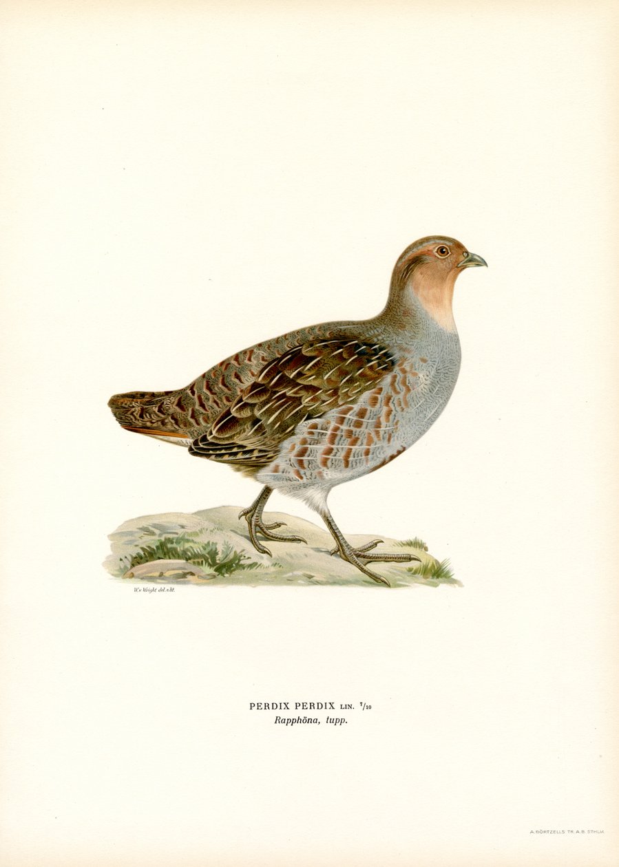 Gri Keklik (renkli lito) by Magnus Ferdinand and Wilhelm von Wright