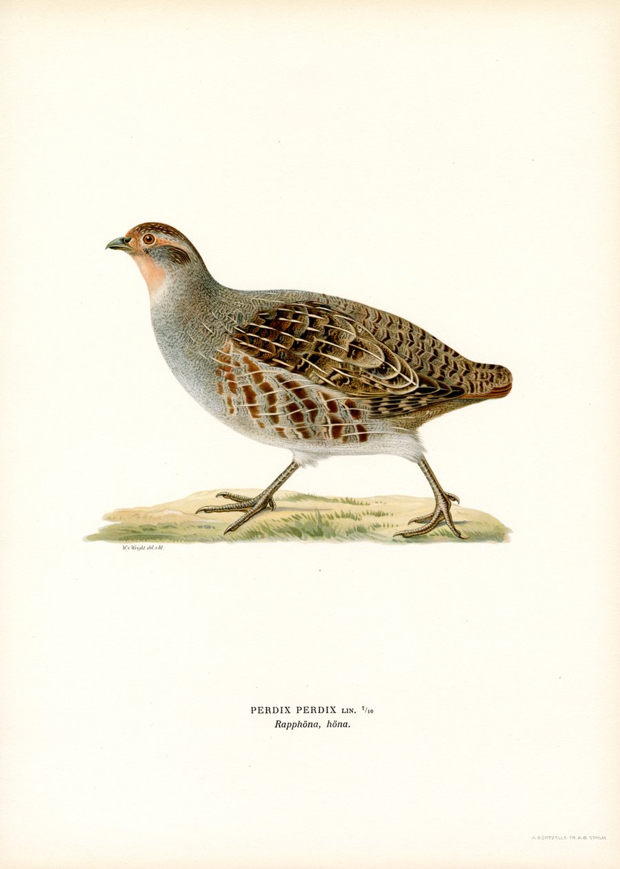 Gri Keklik (renkli lito) by Magnus Ferdinand and Wilhelm von Wright
