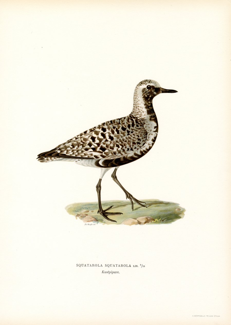 Gri Cılıbıt (renkli taş) by Magnus Ferdinand and Wilhelm von Wright