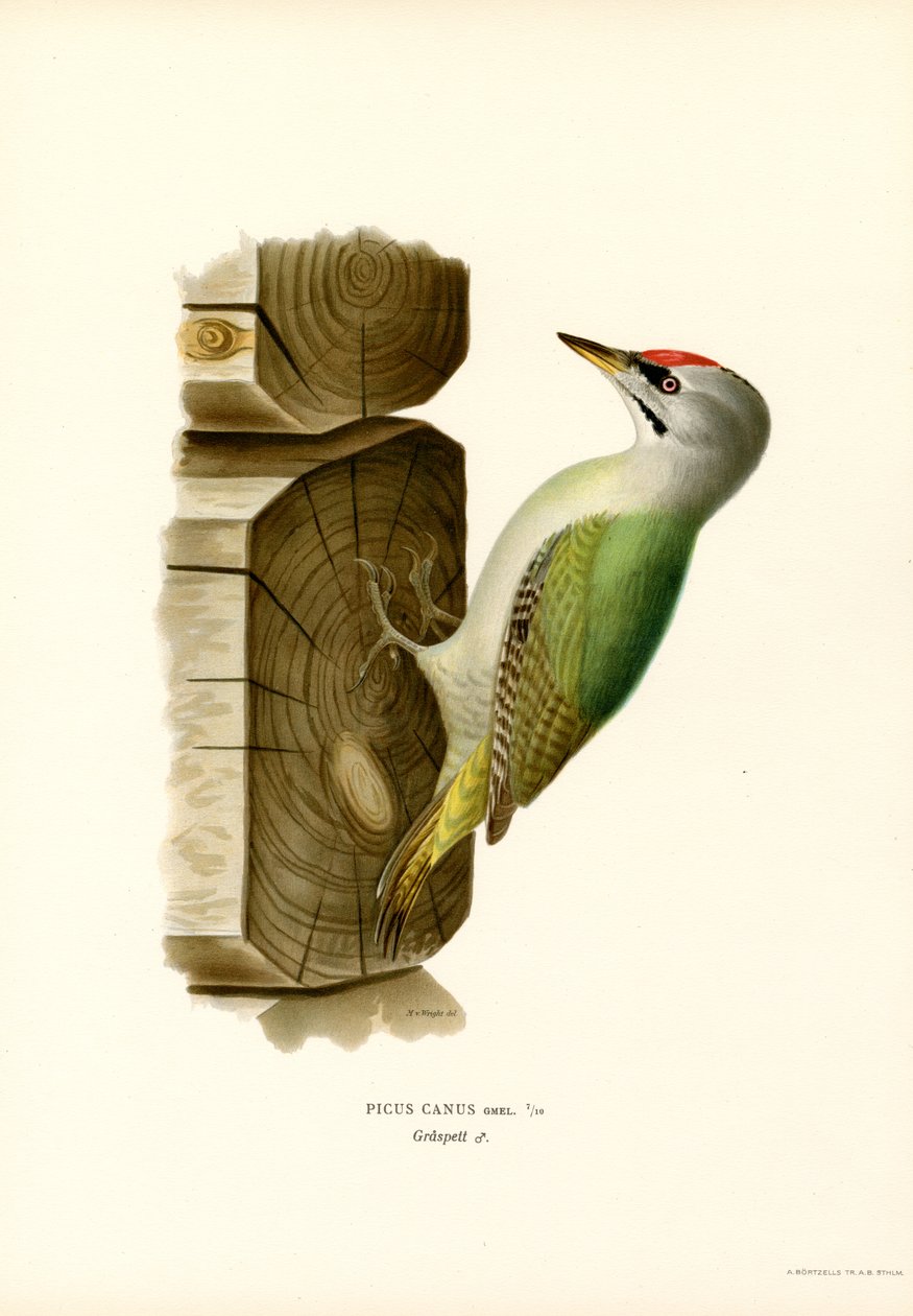 Gri Ağaçkakan (renkli taş) by Magnus Ferdinand and Wilhelm von Wright