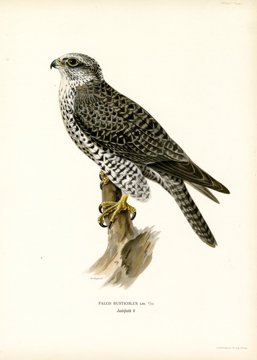 Gyrfalcon (renkli taş) by Magnus Ferdinand and Wilhelm von Wright