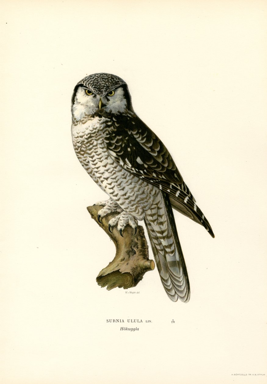 Şahin Baykuşu (renkli taş) by Magnus Ferdinand and Wilhelm von Wright
