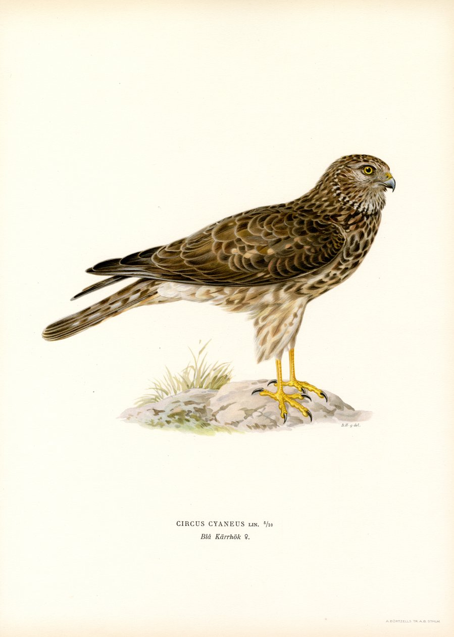 Tavuk Harrier (renkli taş) by Magnus Ferdinand and Wilhelm von Wright
