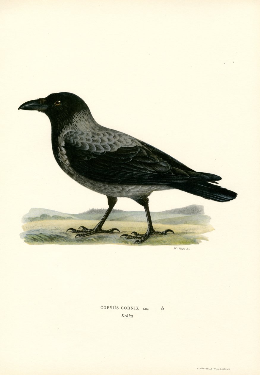 Kapşonlu karga (renkli taş) by Magnus Ferdinand and Wilhelm von Wright