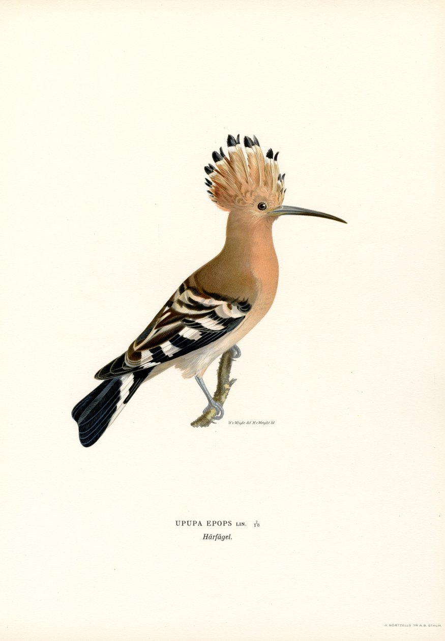 İbibik (renk üyeleri) by Magnus Ferdinand and Wilhelm von Wright