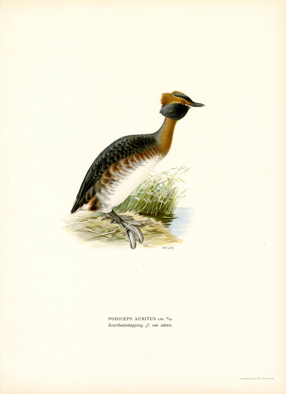 Boynuzlu Batağan (renkli taş) by Magnus Ferdinand and Wilhelm von Wright