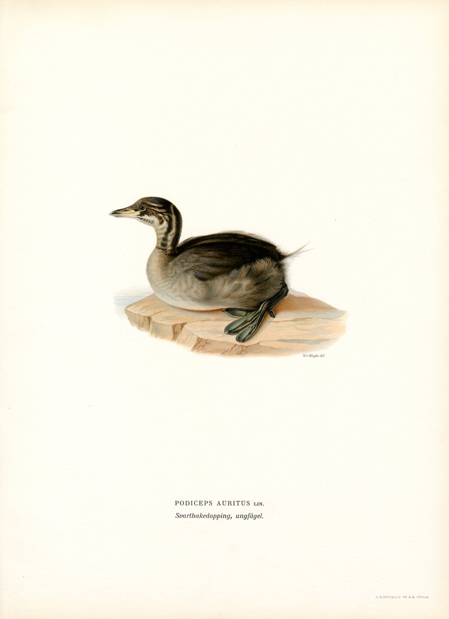 Boynuzlu Batağan (renkli taş) by Magnus Ferdinand and Wilhelm von Wright