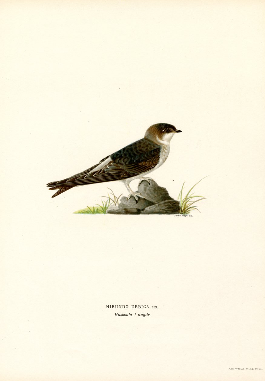 Martin Hanesi (renkli taş) by Magnus Ferdinand and Wilhelm von Wright