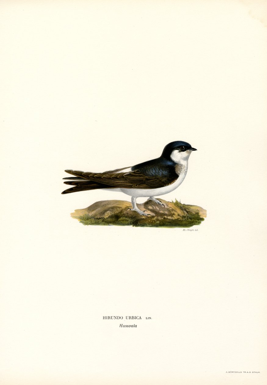 Martin Hanesi (renkli taş) by Magnus Ferdinand and Wilhelm von Wright
