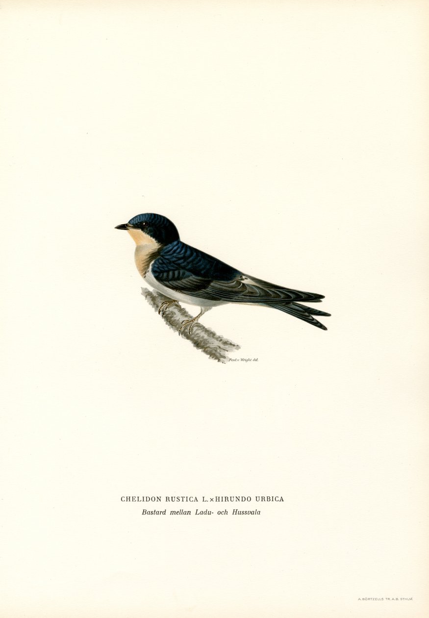 House Swallow (Renk Lito) by Magnus Ferdinand and Wilhelm von Wright