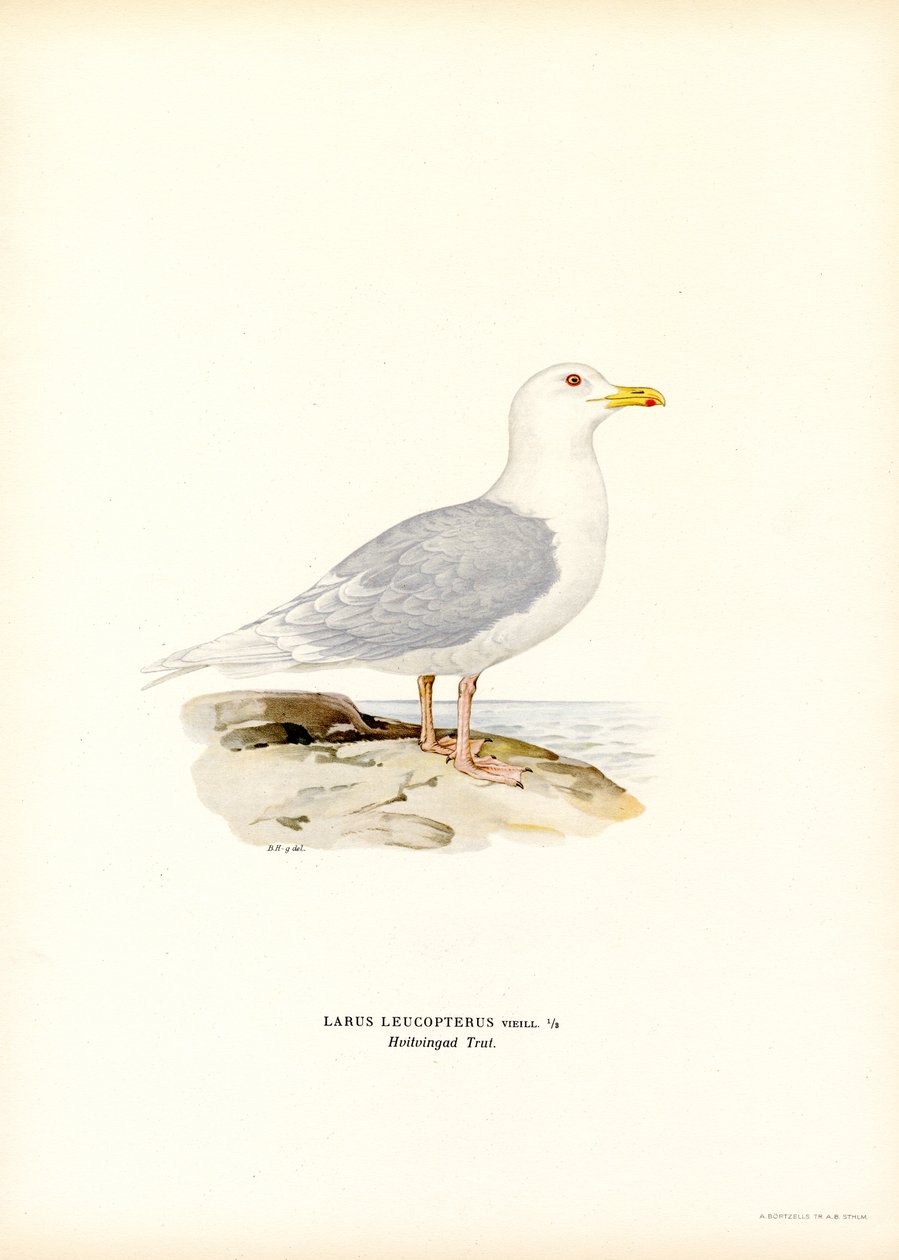 İzlanda Martı (renkli taş) by Magnus Ferdinand and Wilhelm von Wright