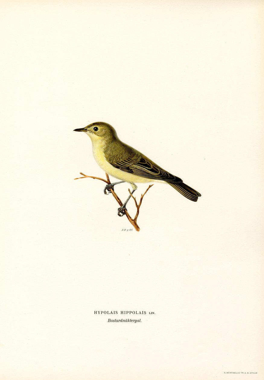 Icterine Warbler (renkli taş) by Magnus Ferdinand and Wilhelm von Wright