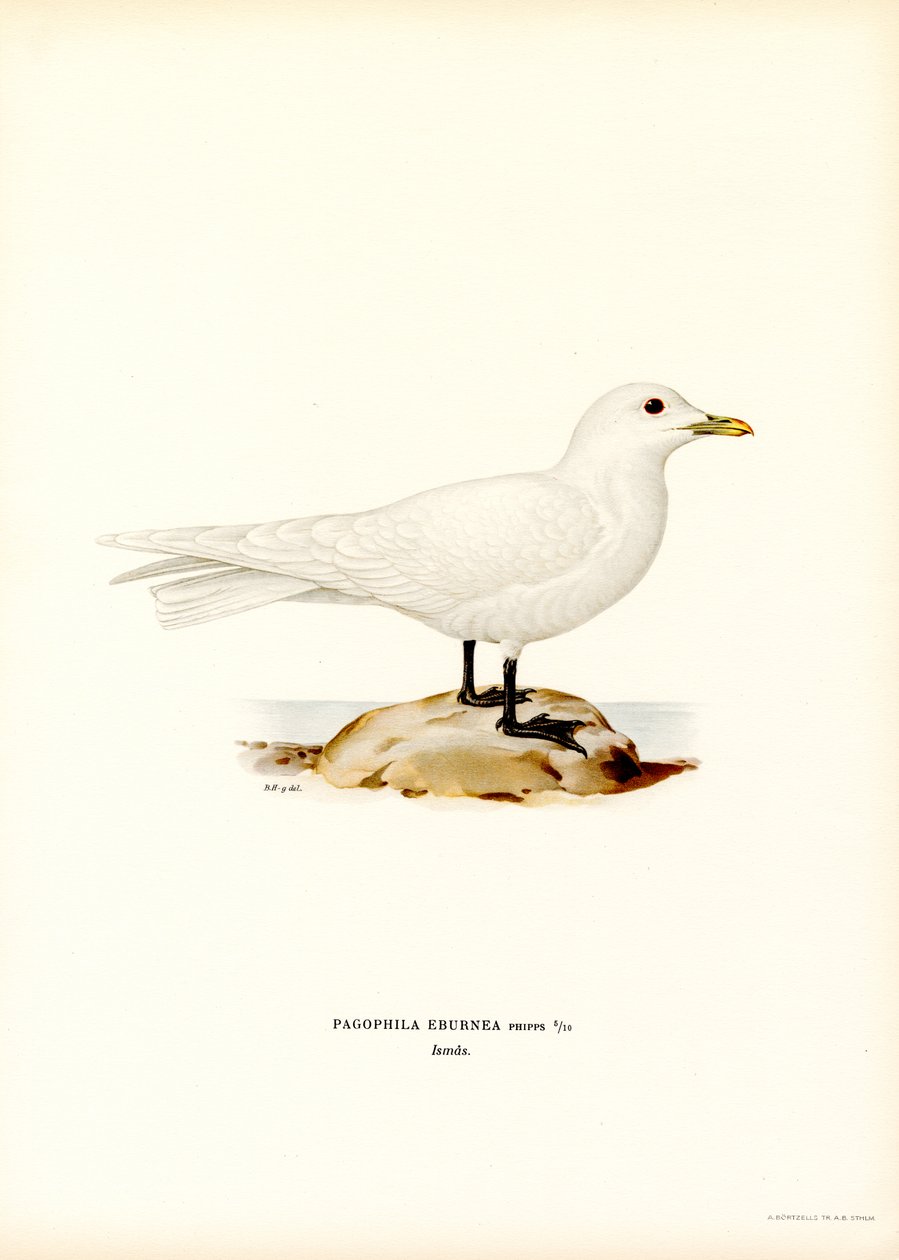 Fildişi Martı (renkli taş) by Magnus Ferdinand and Wilhelm von Wright