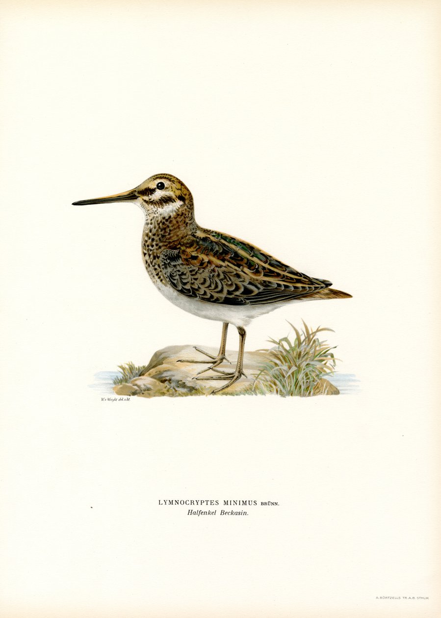 Jack Snipe (renkli taş) by Magnus Ferdinand and Wilhelm von Wright