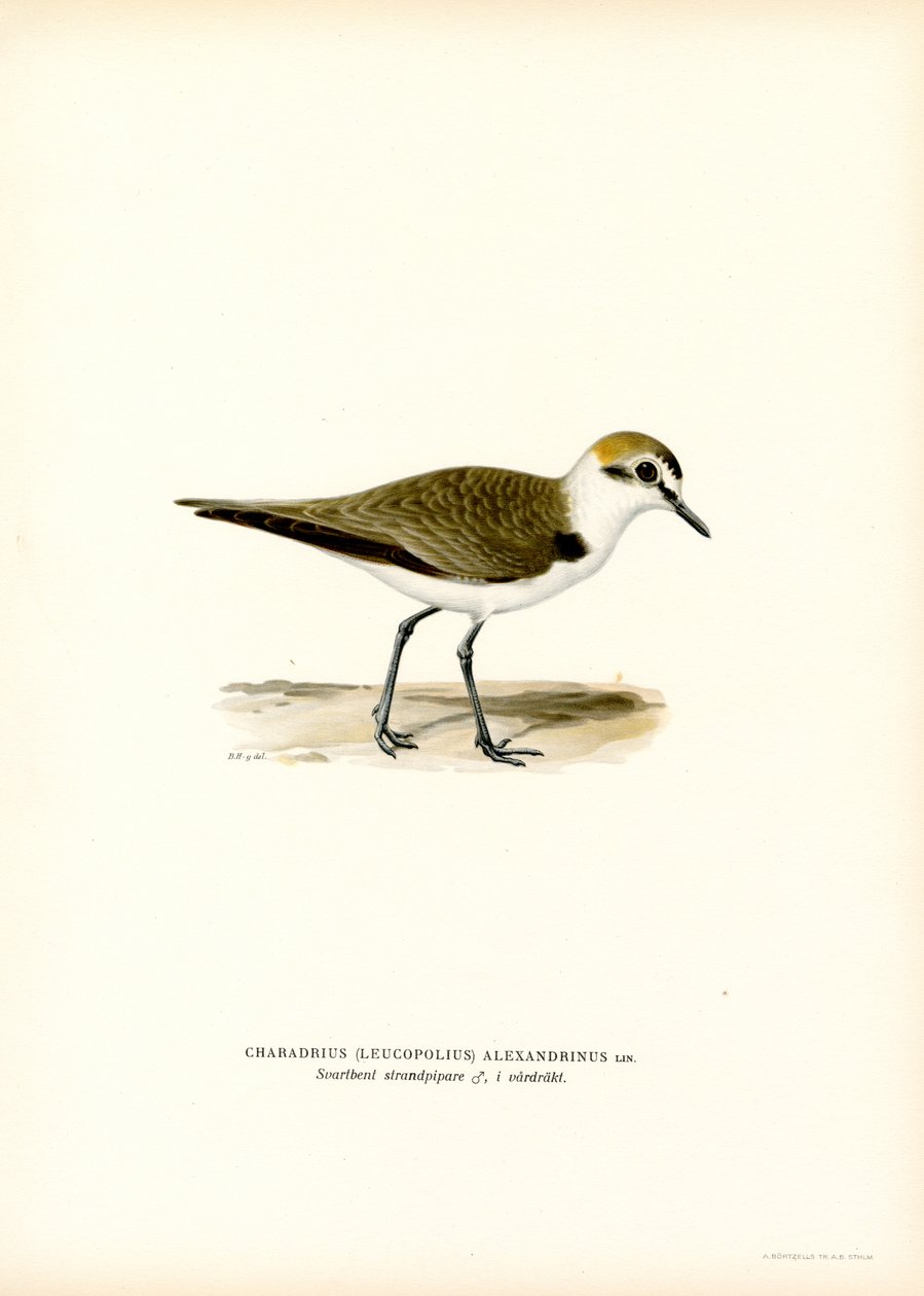 Kentish Plover (renkli taş) by Magnus Ferdinand and Wilhelm von Wright