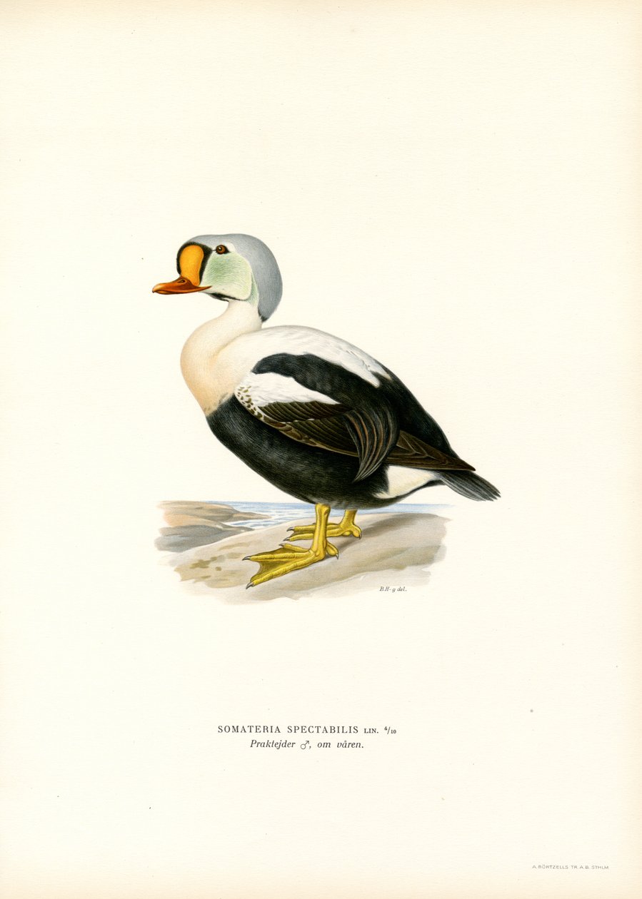 Kral Ördek (renkli taş) by Magnus Ferdinand and Wilhelm von Wright