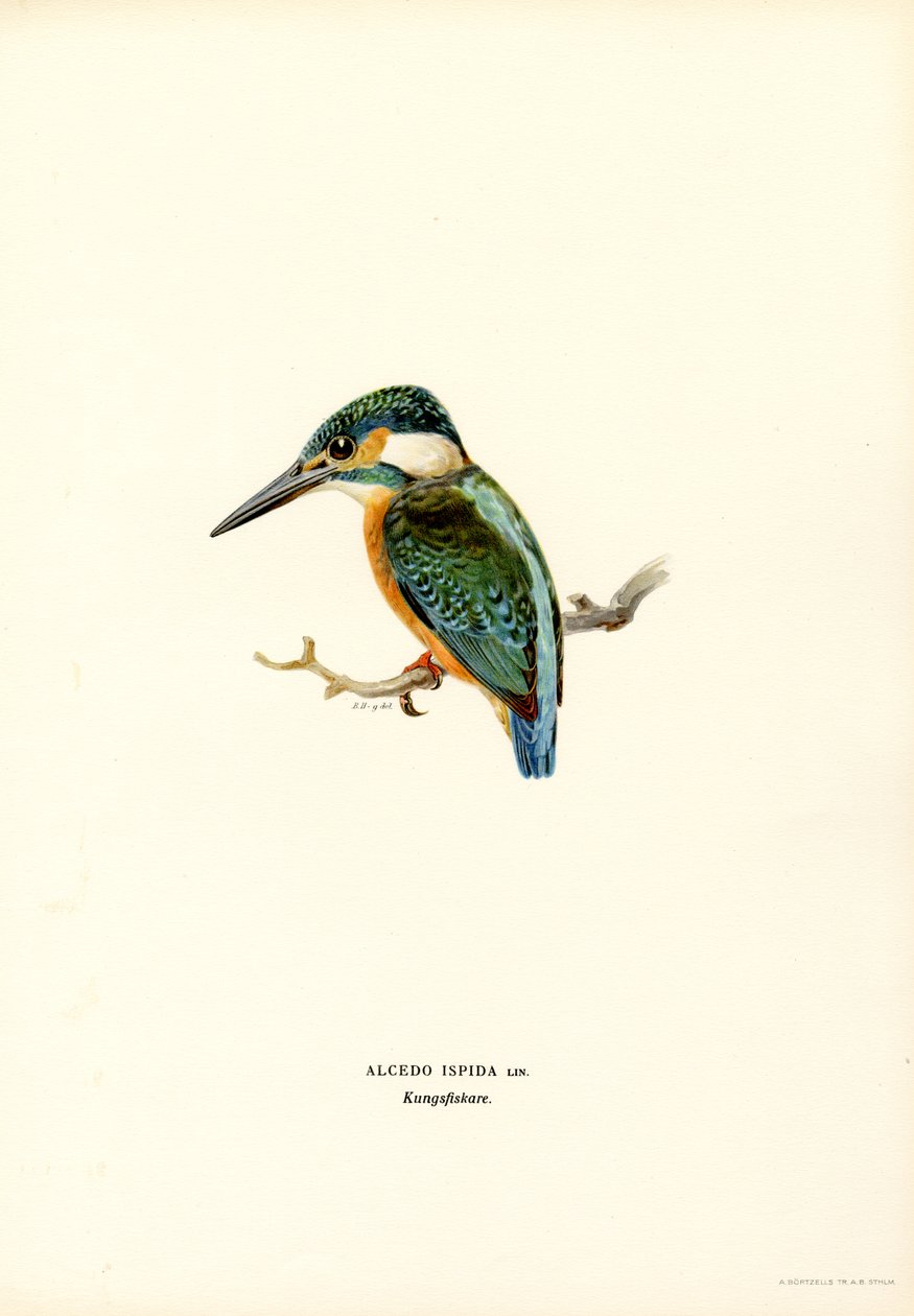 Kingfisher (renkli taş) by Magnus Ferdinand and Wilhelm von Wright