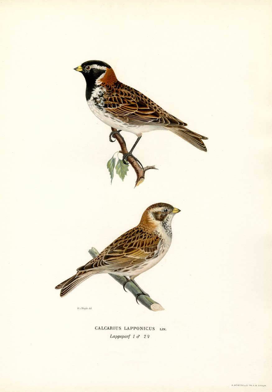 Lapland Kiraz Kuşu (renkli taş) by Magnus Ferdinand and Wilhelm von Wright