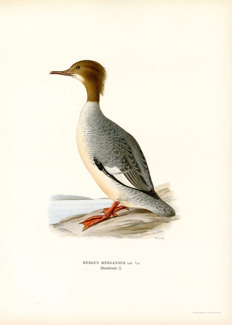 Büyük Merganser (renkli taş) by Magnus Ferdinand and Wilhelm von Wright