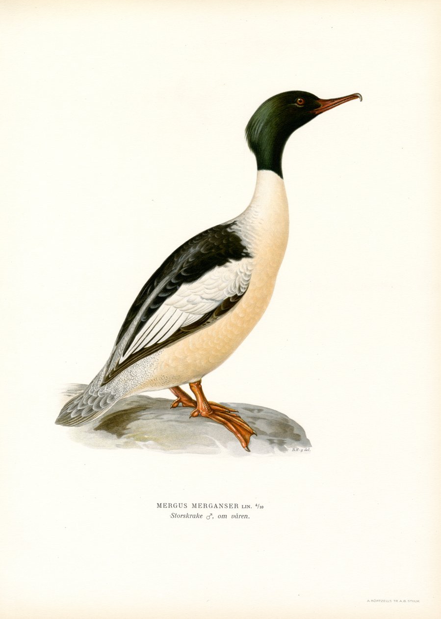 Büyük Merganser (renkli taş) by Magnus Ferdinand and Wilhelm von Wright