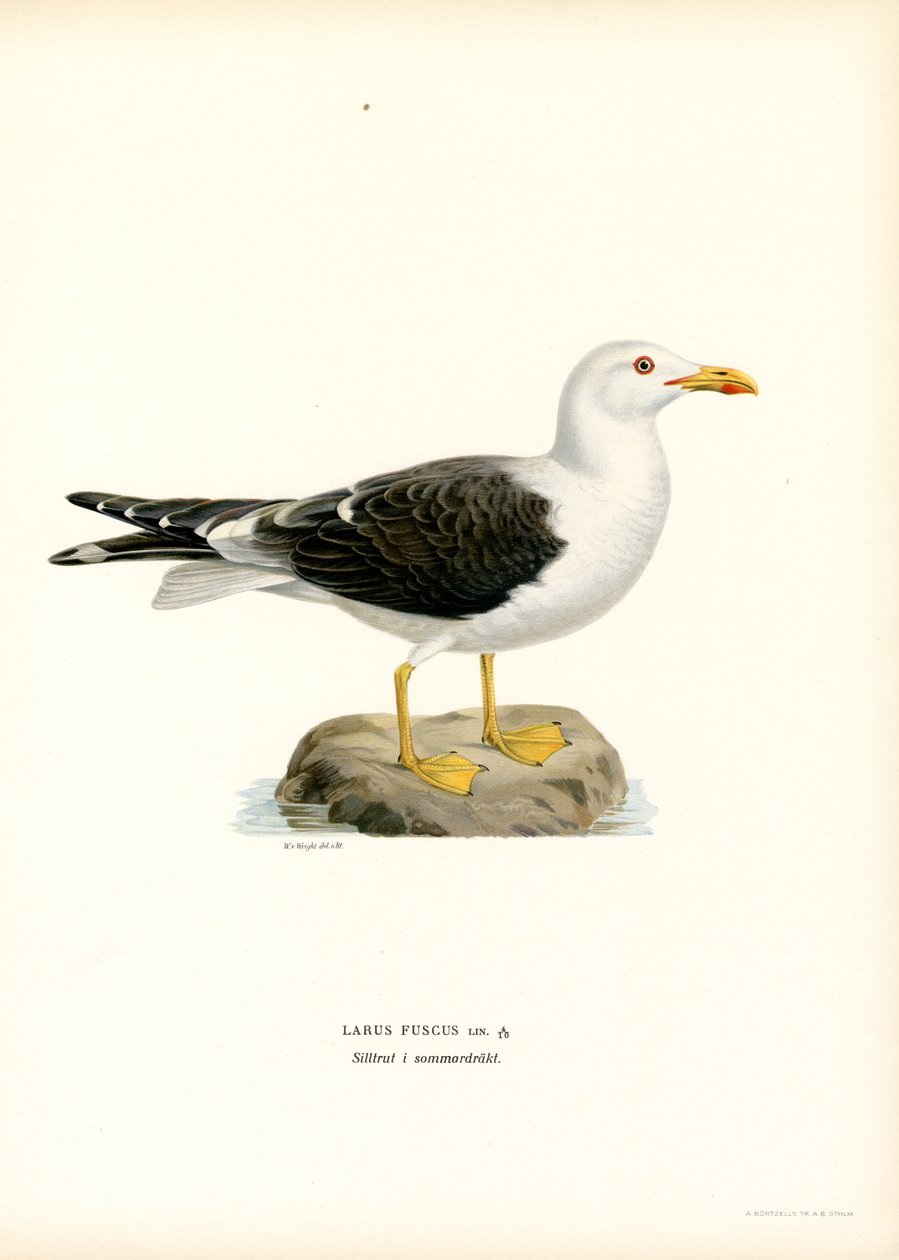 Küçük Siyah Sırtlı Martı (renkli taş) by Magnus Ferdinand and Wilhelm von Wright