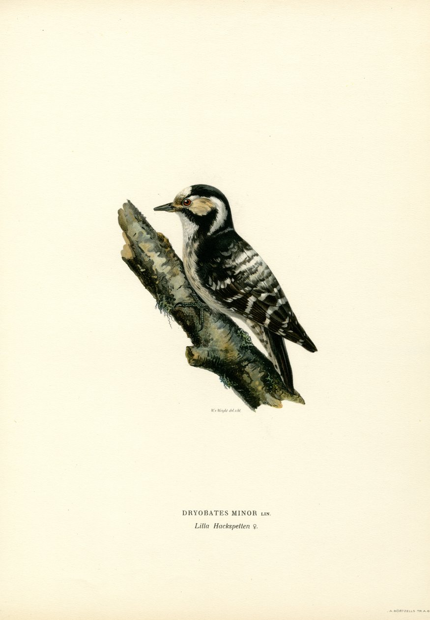 Küçük Benekli Ağaçkakan (renkli taş) by Magnus Ferdinand and Wilhelm von Wright