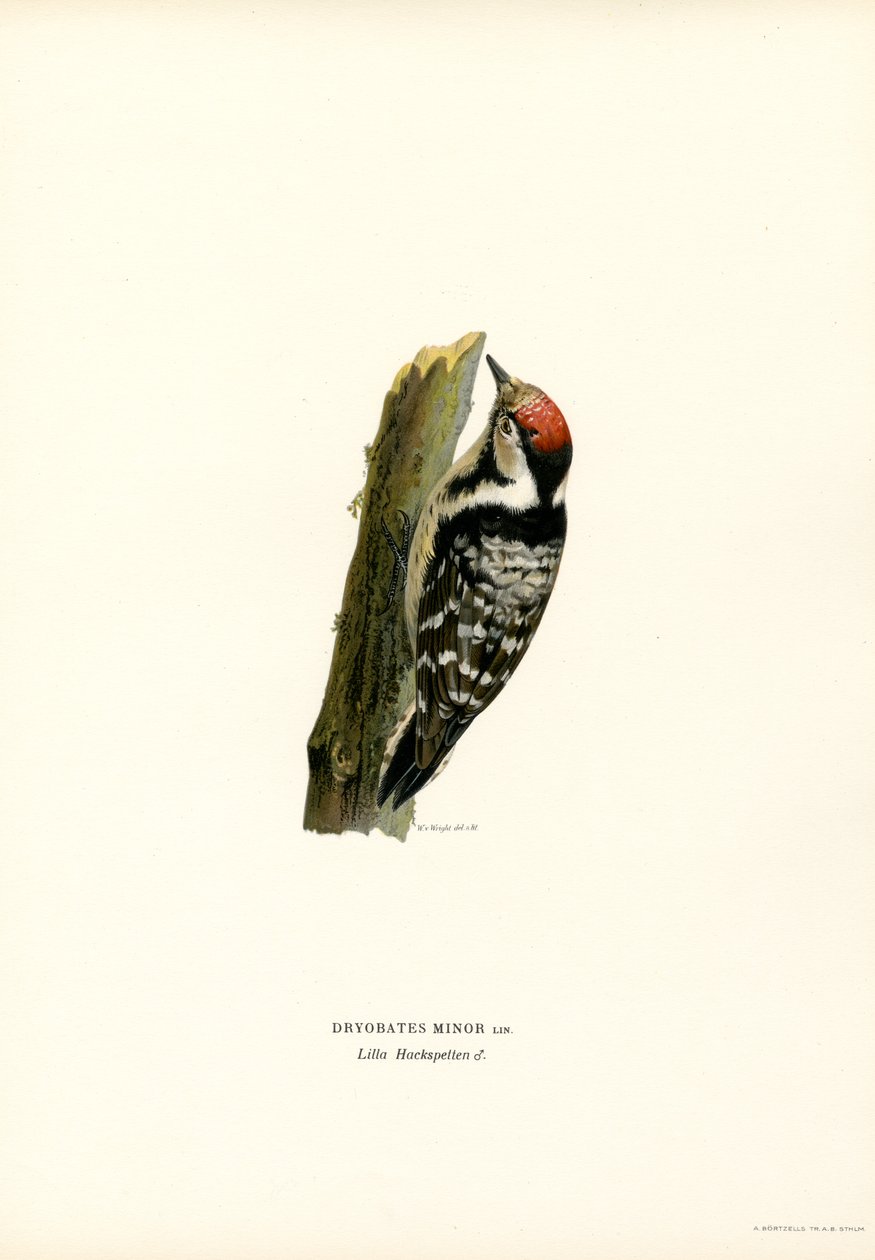 Küçük Benekli Ağaçkakan (renkli taş) by Magnus Ferdinand and Wilhelm von Wright