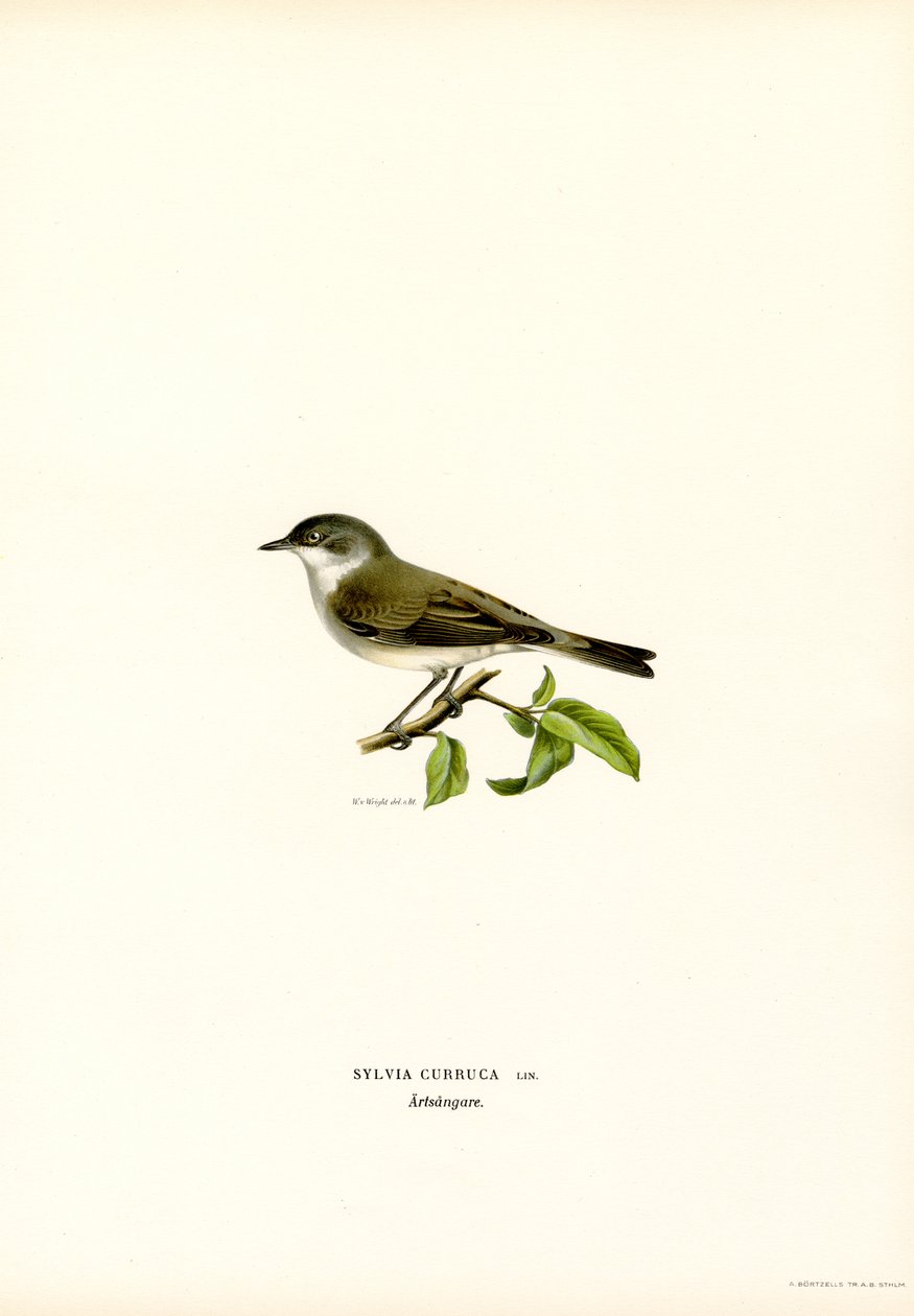 Küçük Whitethroat (renkli taş) by Magnus Ferdinand and Wilhelm von Wright