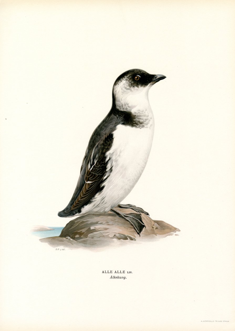 Küçük Auk (renkli taş) by Magnus Ferdinand and Wilhelm von Wright