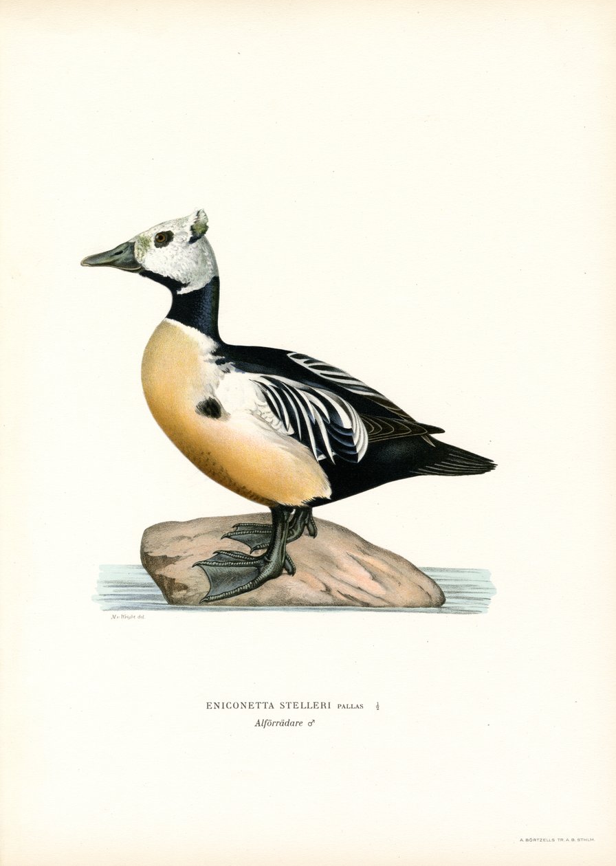 Küçük Eider (renkli lito) by Magnus Ferdinand and Wilhelm von Wright