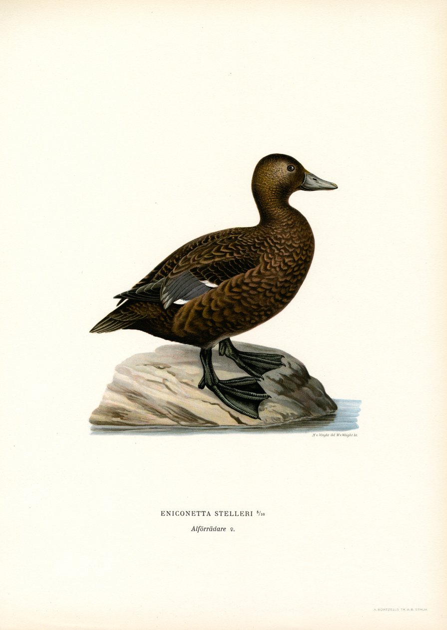 Küçük Eider (renkli lito) by Magnus Ferdinand and Wilhelm von Wright
