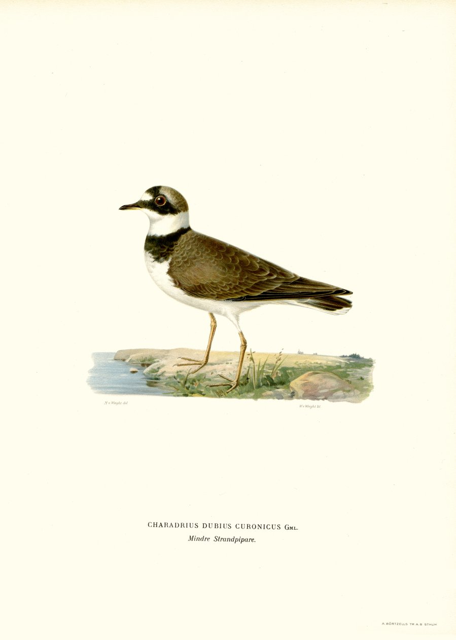 Küçük Halkalı Cılıbıt (renkli taş) by Magnus Ferdinand and Wilhelm von Wright