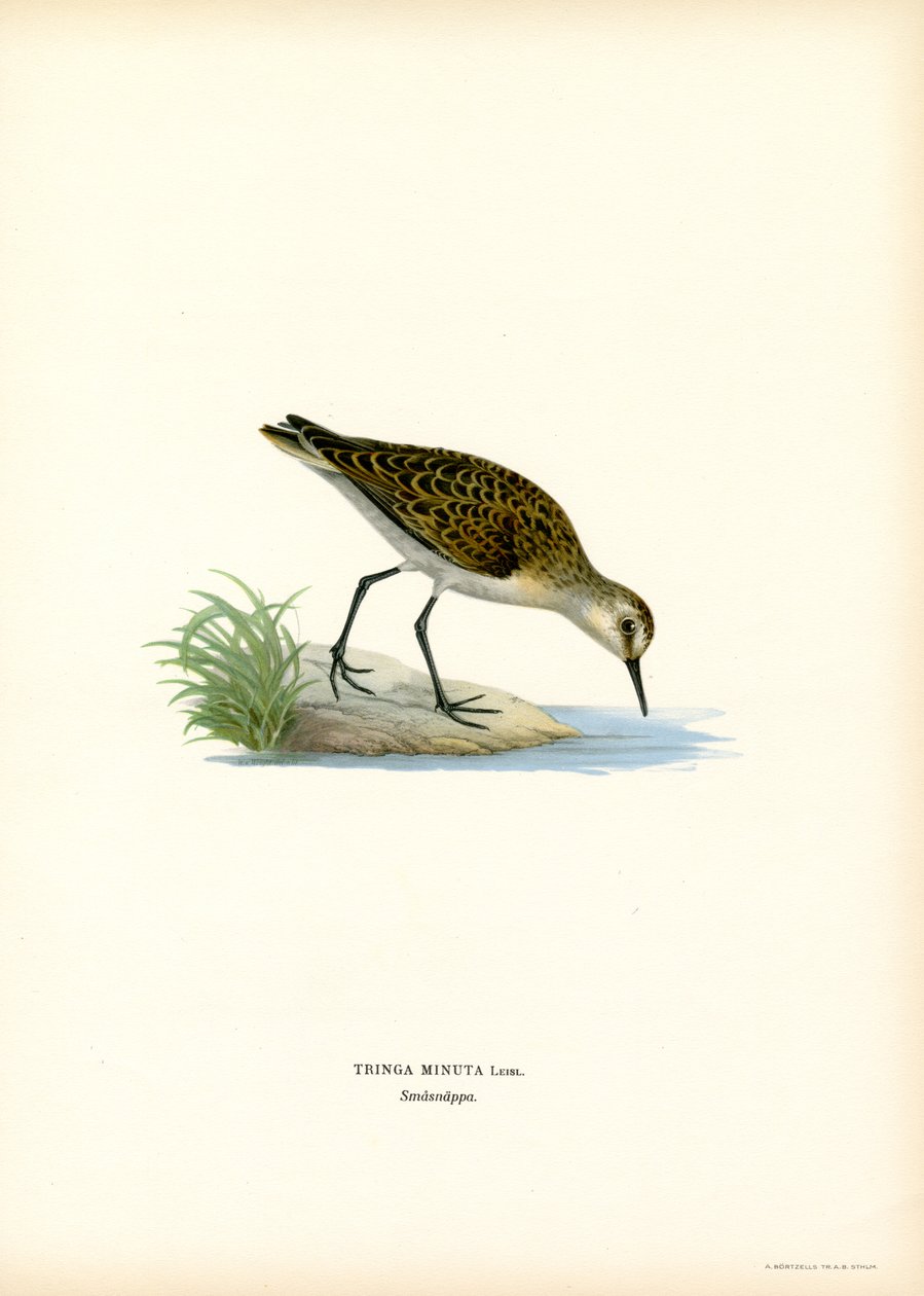 Little Stint (renkli taş) by Magnus Ferdinand and Wilhelm von Wright