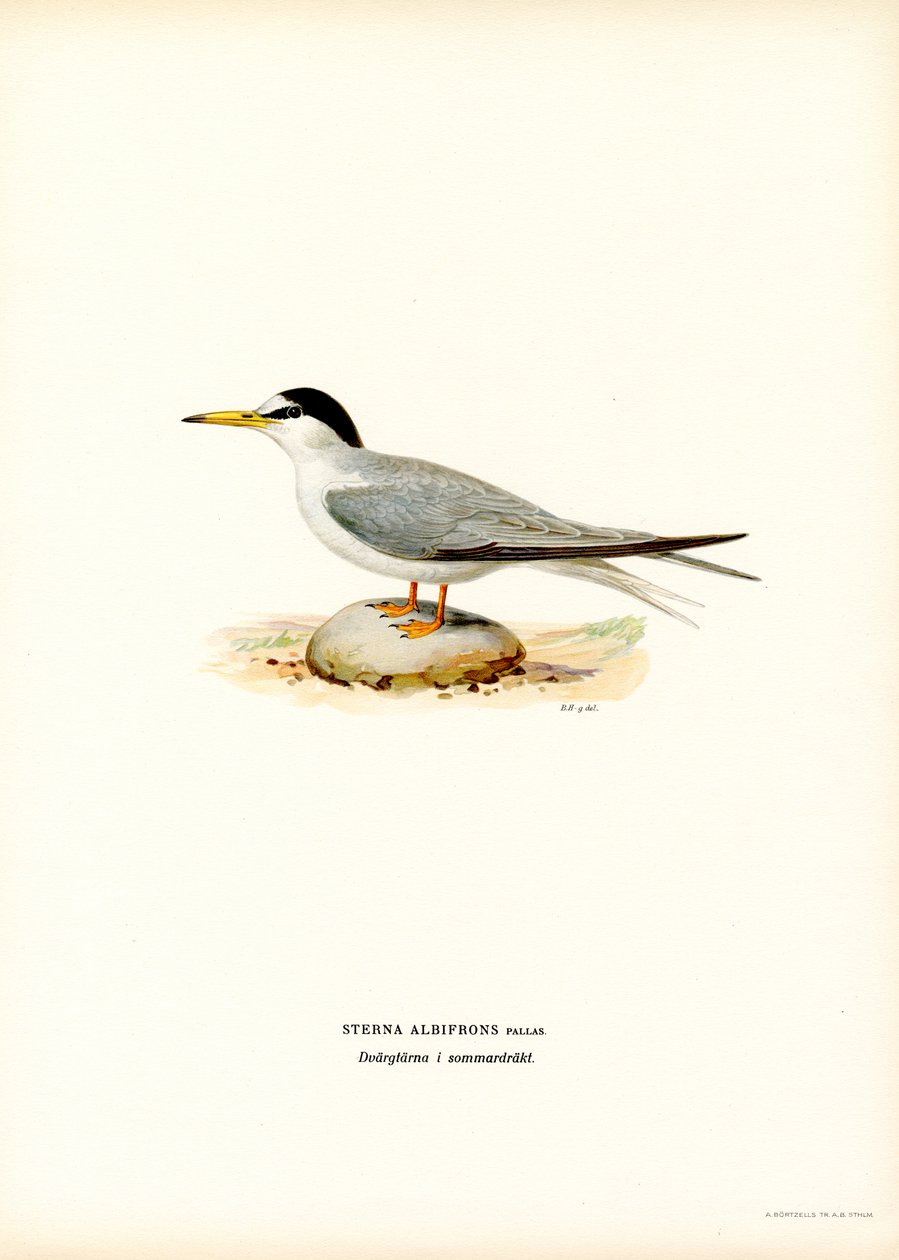 Küçük Sumru (renkli taş) by Magnus Ferdinand and Wilhelm von Wright