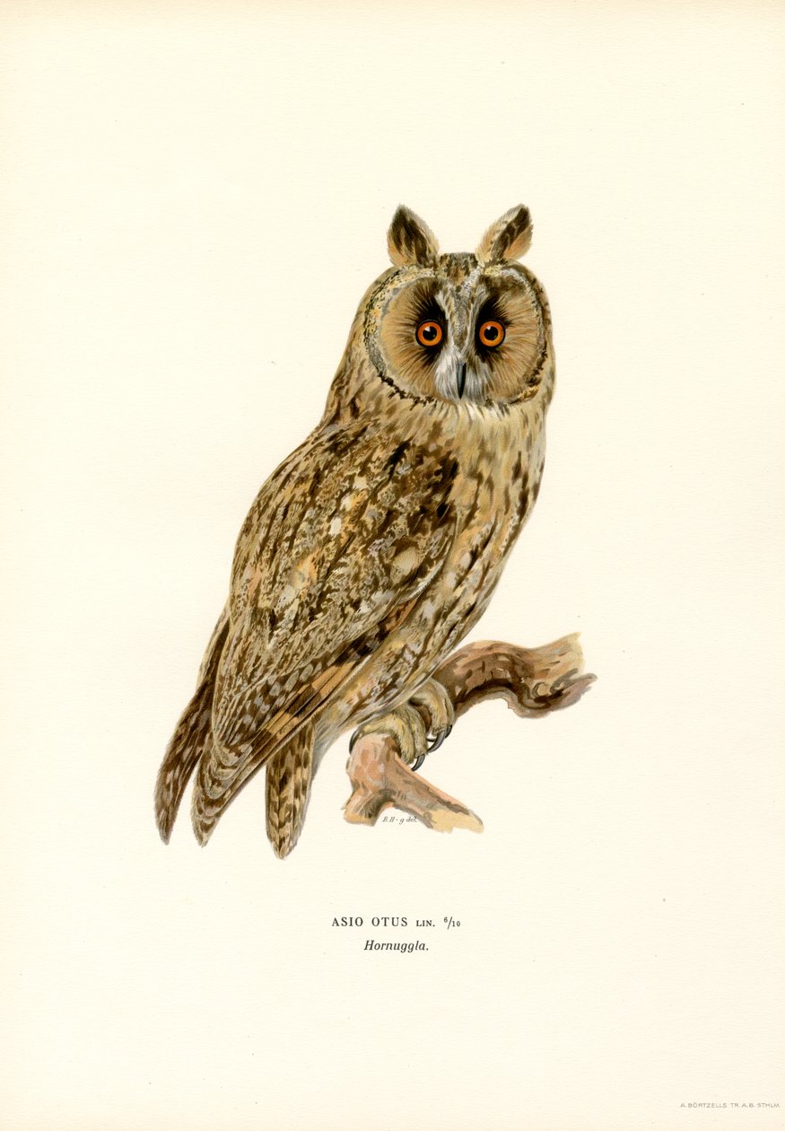 Uzun kulaklı Baykuş (renkli taş) by Magnus Ferdinand and Wilhelm von Wright
