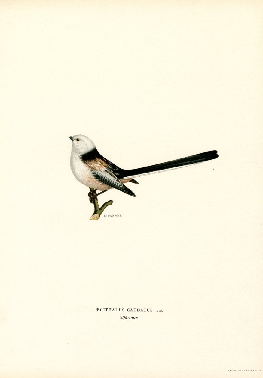 Uzun kuyruklu baştankara (renkli taş) by Magnus Ferdinand and Wilhelm von Wright